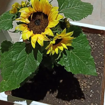 Alojamento de Acomodação e Pequeno-almoço I Girasoli Srls Bari