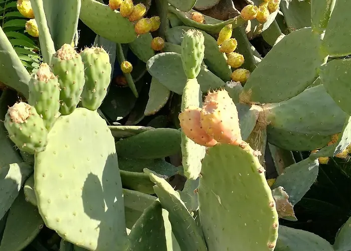 Bed and Breakfast I Girasoli Srls Μπάρι